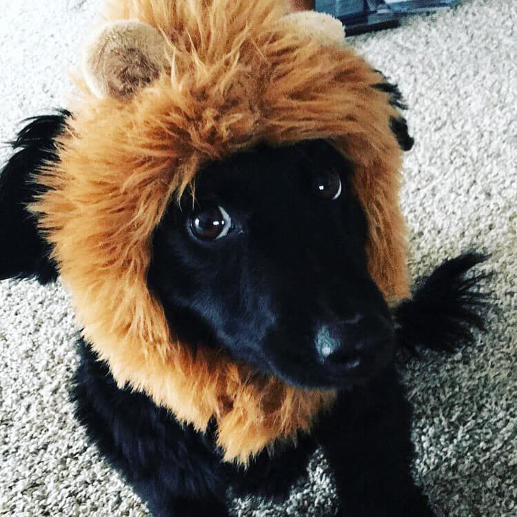 My Lioness